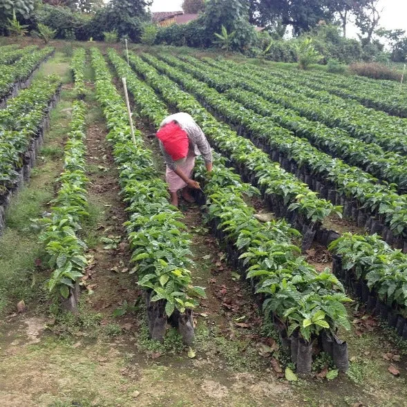 Domingo Lopez, Finca El Pajal - Huehuetenango