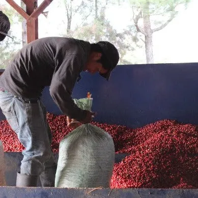 Domingo Lopez, Finca El Pajal - Huehuetenango