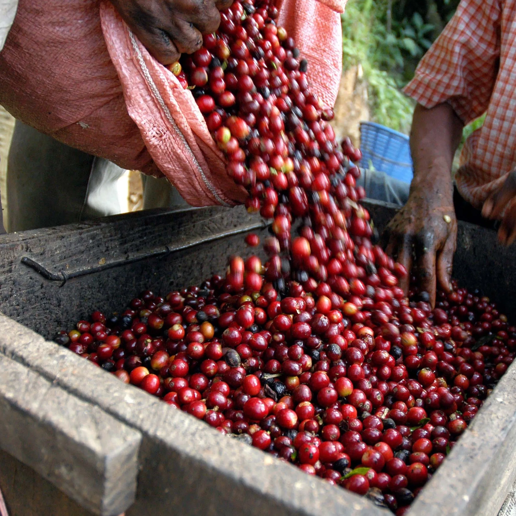 Domingo Lopez, Finca El Pajal - Huehuetenango
