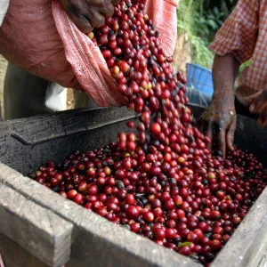 Domingo Lopez, Finca El Pajal - Huehuetenango