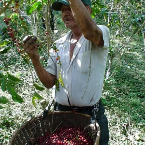 Finca El Martillo Lot #1 Natural - Santa Ana