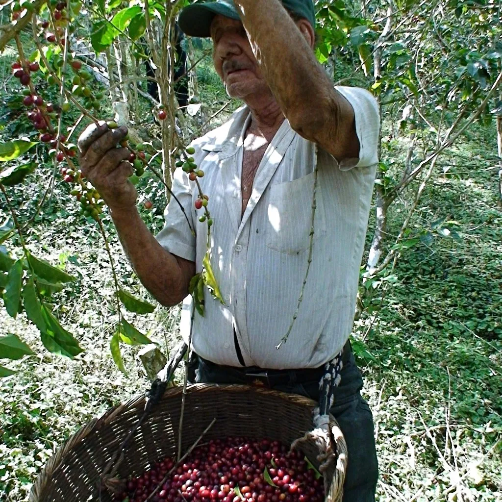 Finca El Martillo Lot #1 Natural - Santa Ana
