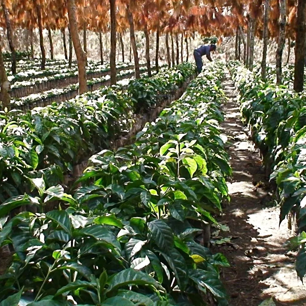 Finca El Martillo Lot #1 Natural - Santa Ana
