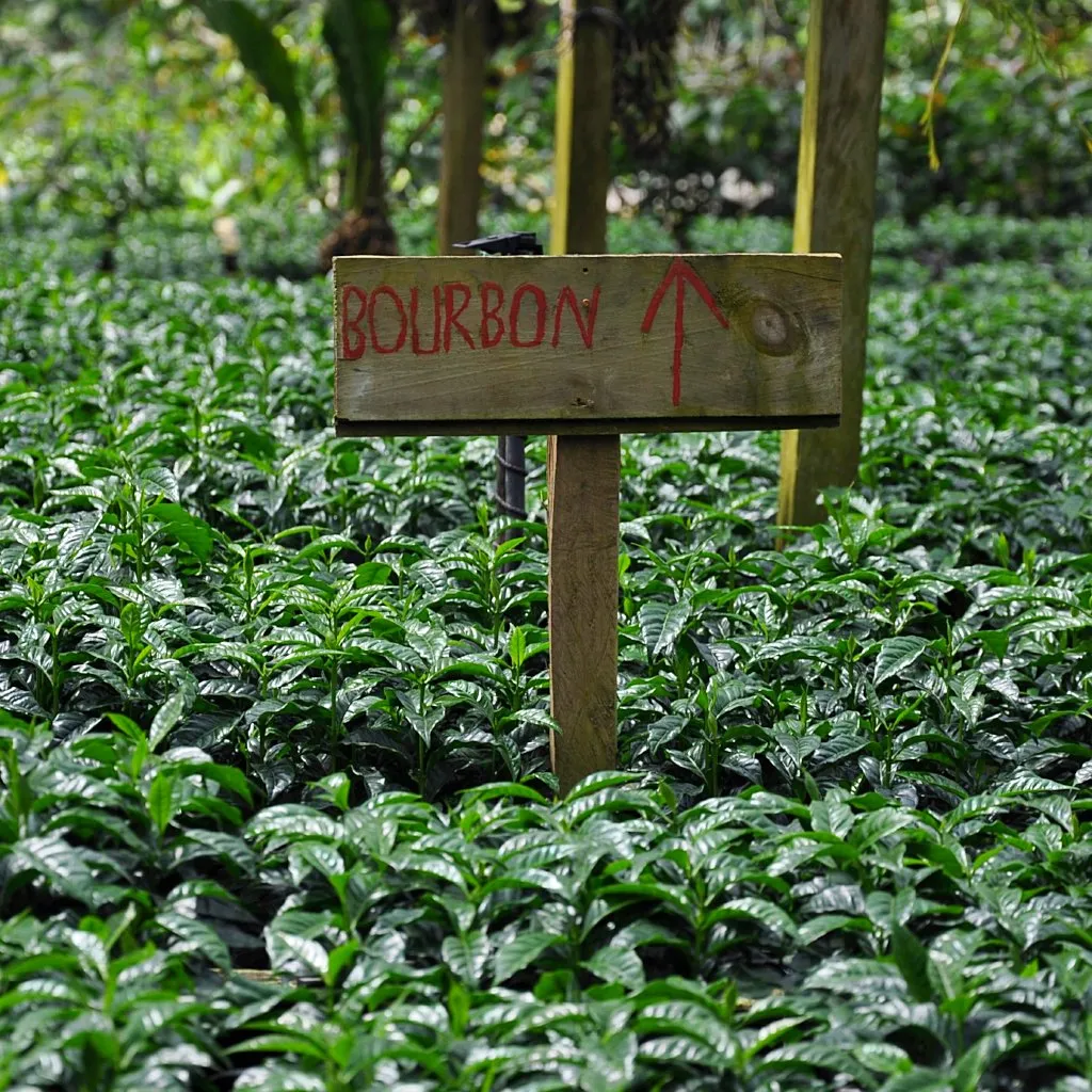 Finca El Martillo Lot #1 Natural - Santa Ana