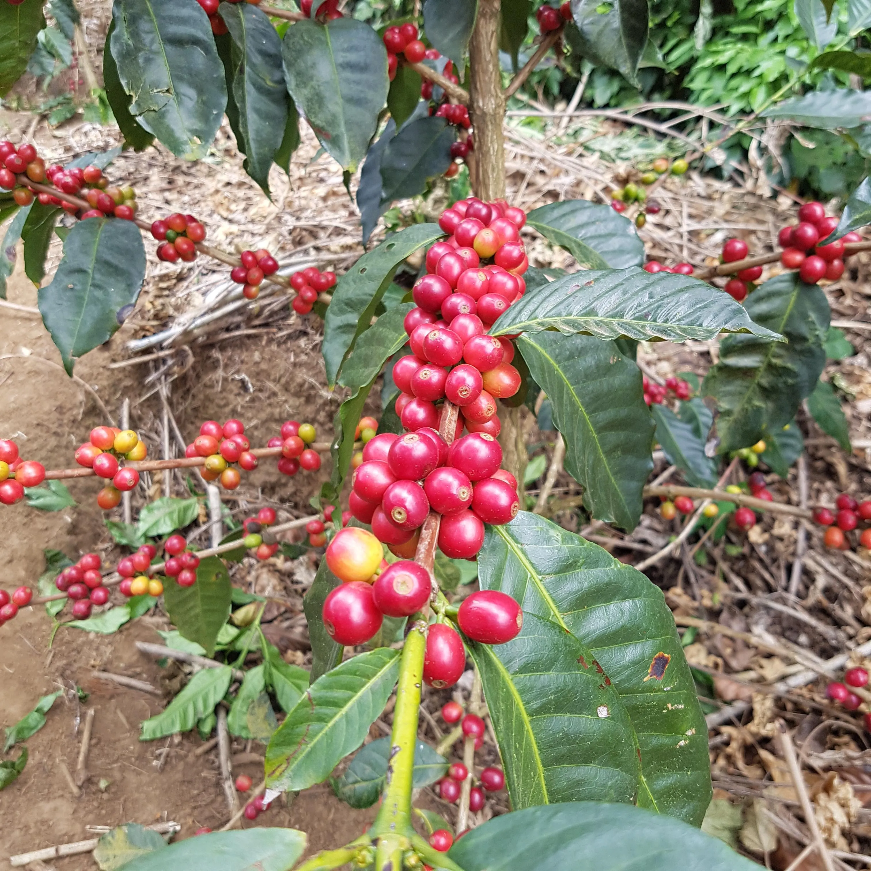 Finca El Martillo Lot #1 Natural - Santa Ana