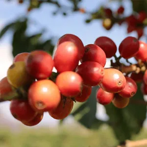 Finca El Rubi Pink Bourbon Anaerobic Natural - Huila