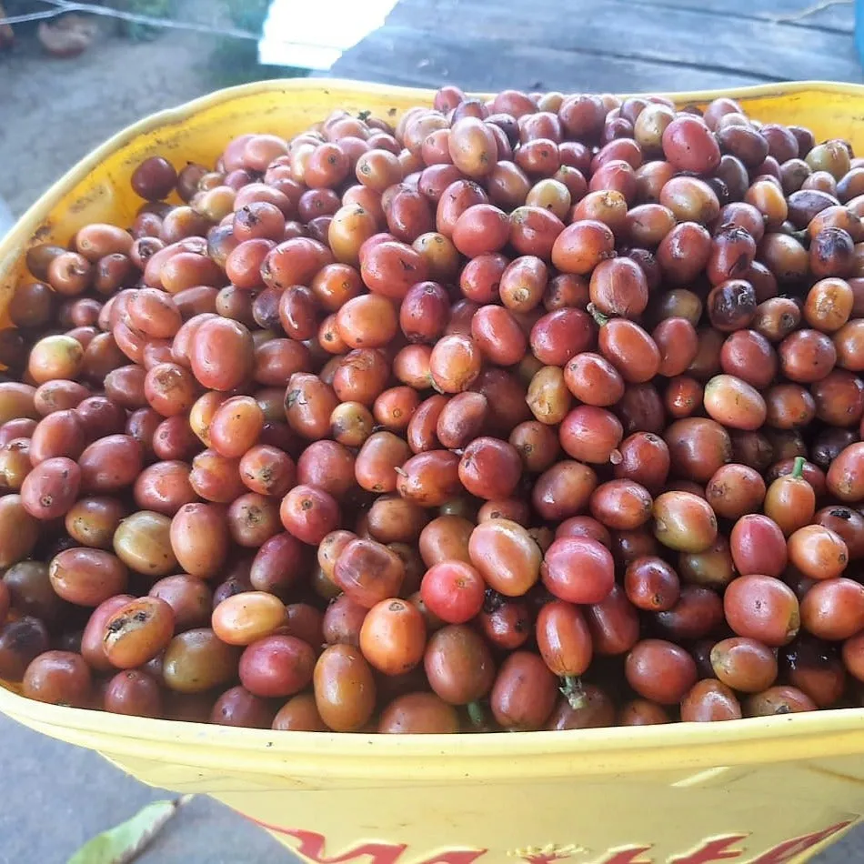Finca El Rubi Pink Bourbon Anaerobic Natural - Huila