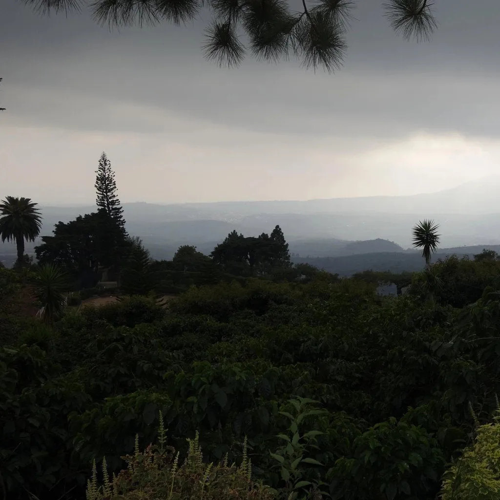 Finca San Francisco La Independencia natural lot - Santa Ana