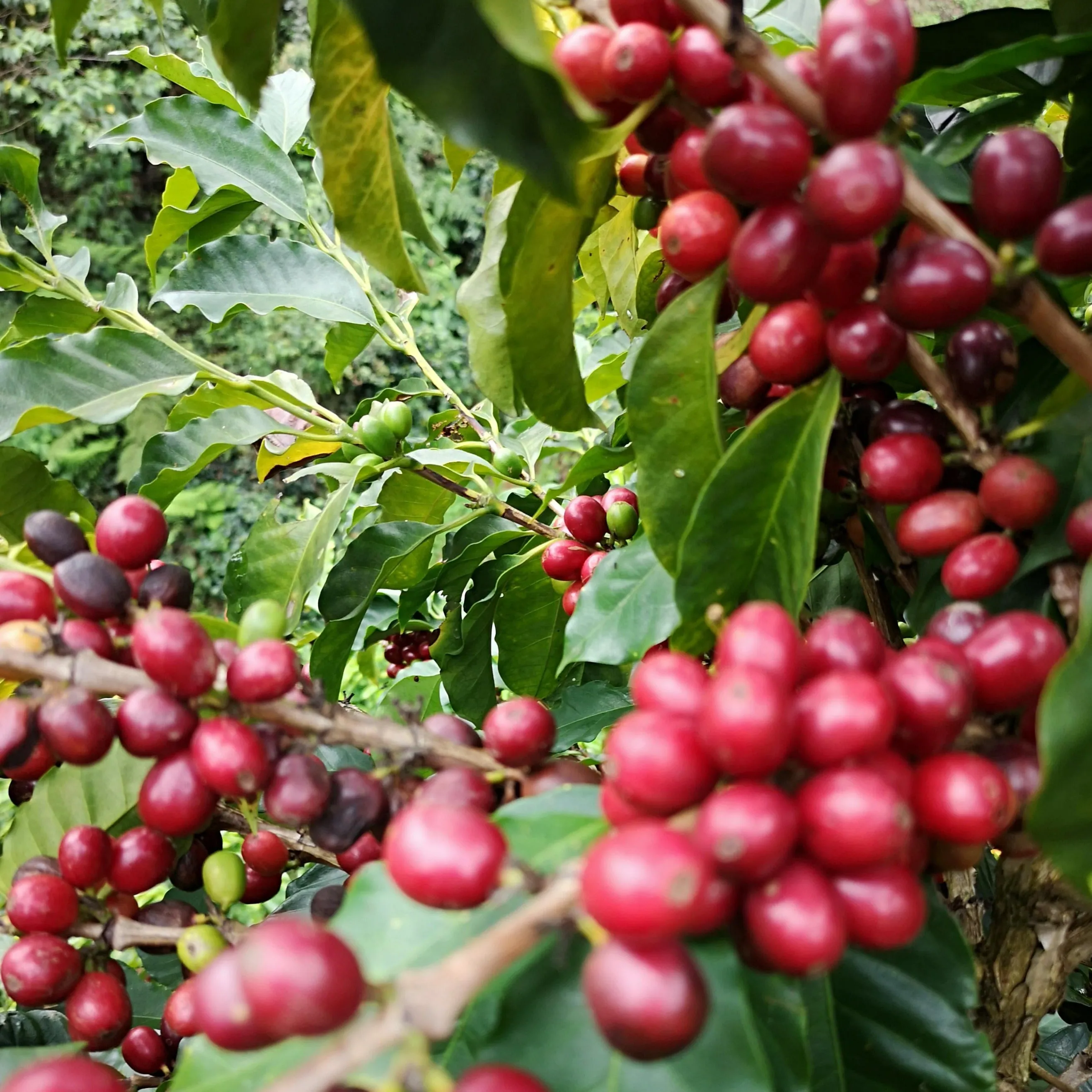 Finca Villa Clabelina, Lot #8 Extended Fermentation Natural - Ciudad Bolivar