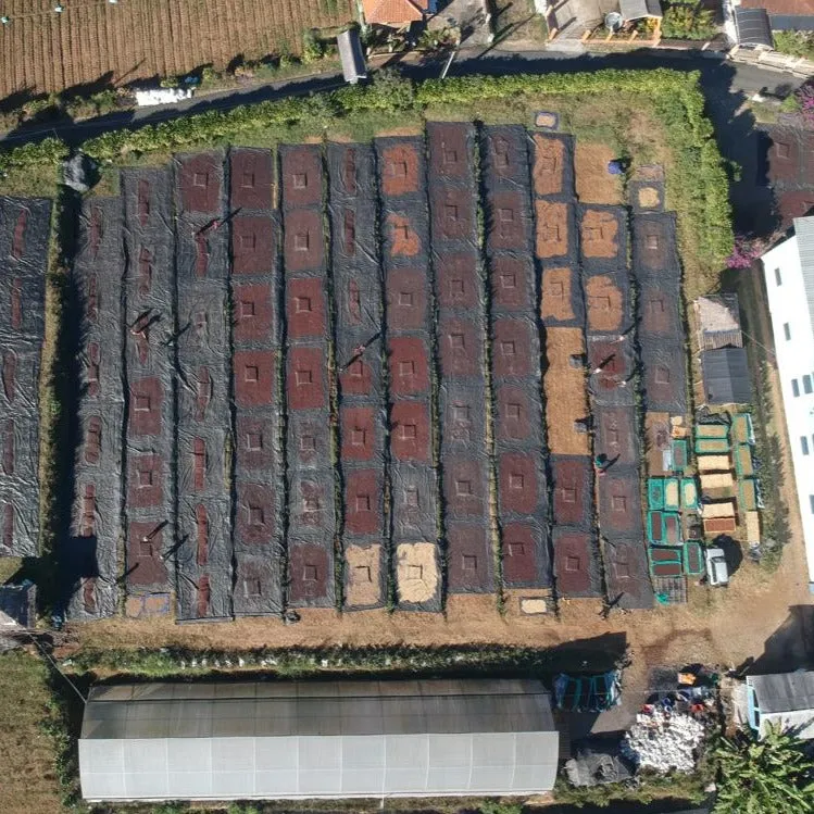 Frinsa Collective, Lot #1, 3-day anaerobic fermentation - Weninggalih