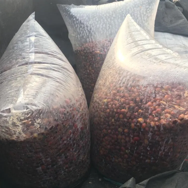 Frinsa Collective, Lot #1, 3-day anaerobic fermentation - Weninggalih