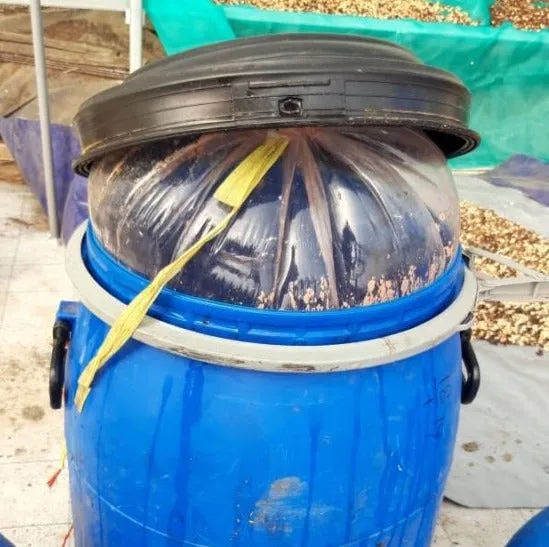 Frinsa Collective, Lot #A Lactic Fermentation - Weninggalih