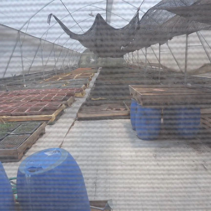 Frinsa Collective, Lot #A Lactic Fermentation - Weninggalih