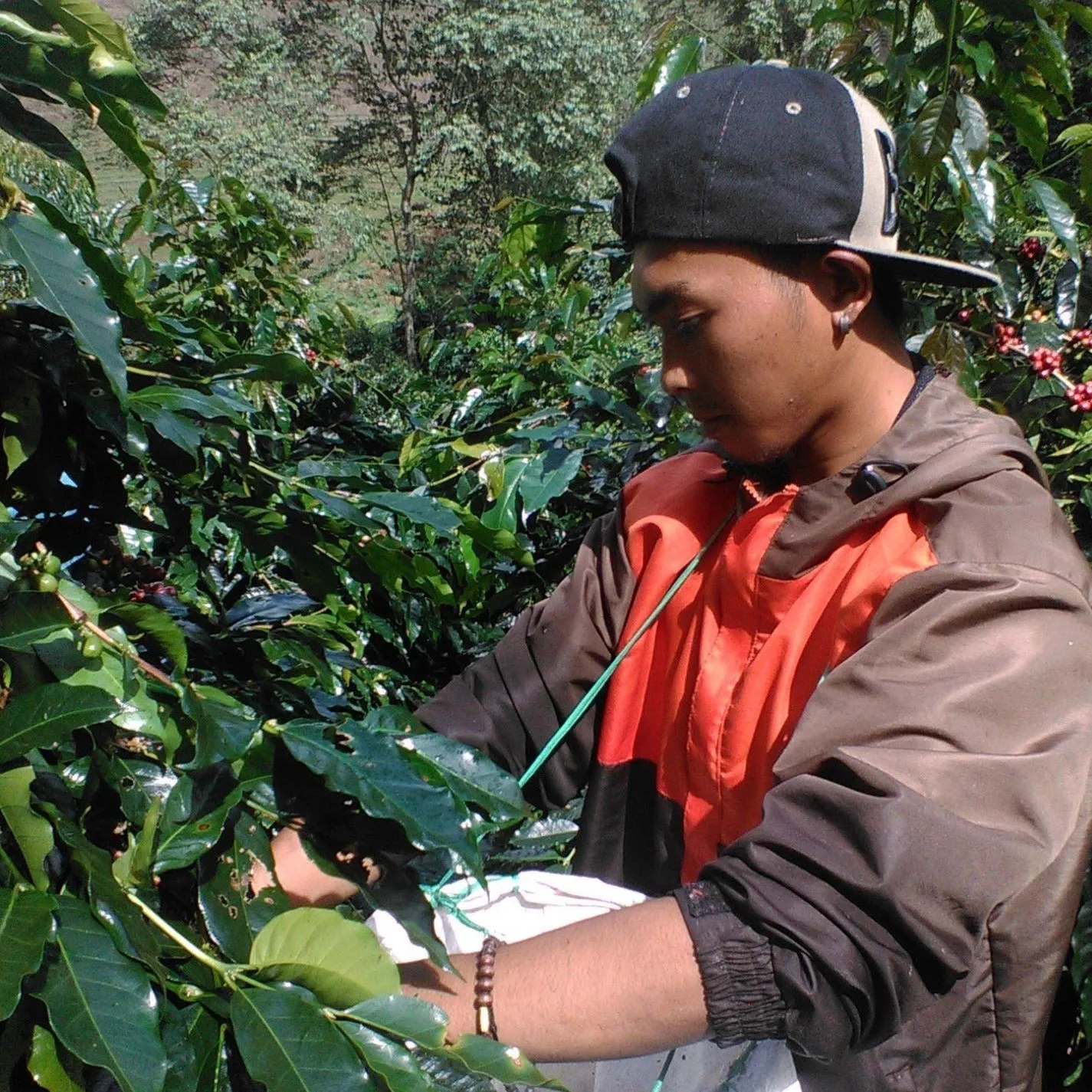 Frinsa Collective, Lot #A Lactic Fermentation - Weninggalih