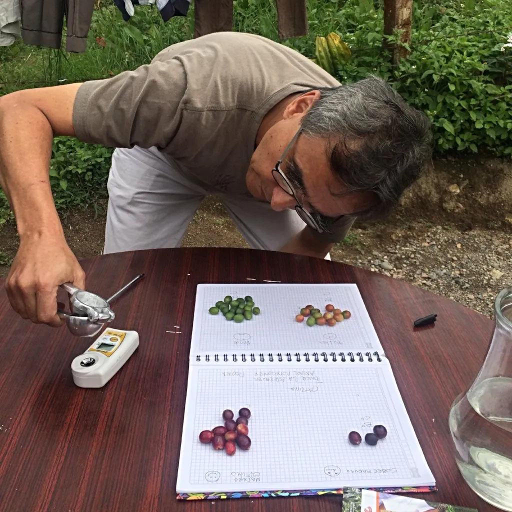Jose Losada - Finca la Amazonia, Central Huila