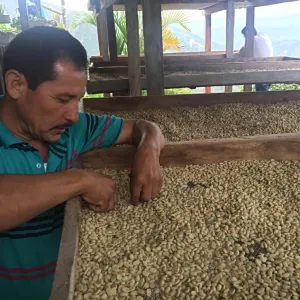 Jose Losada - Finca la Amazonia, Central Huila