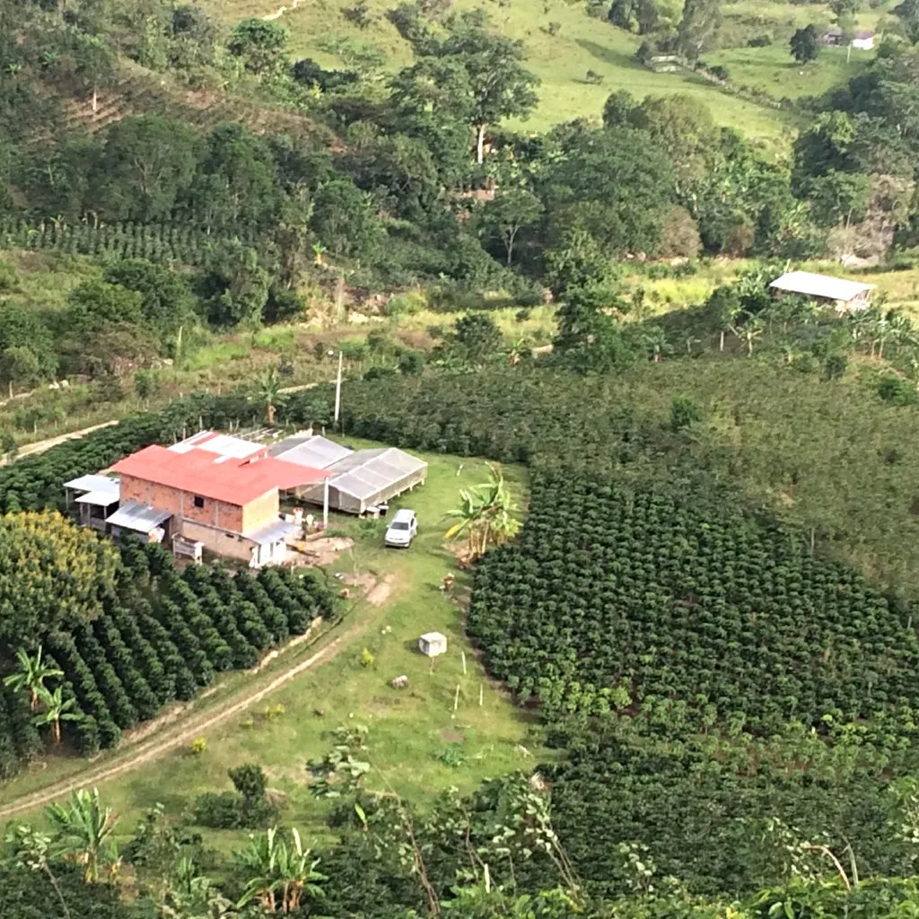 Jose Losada - Finca la Amazonia, Central Huila