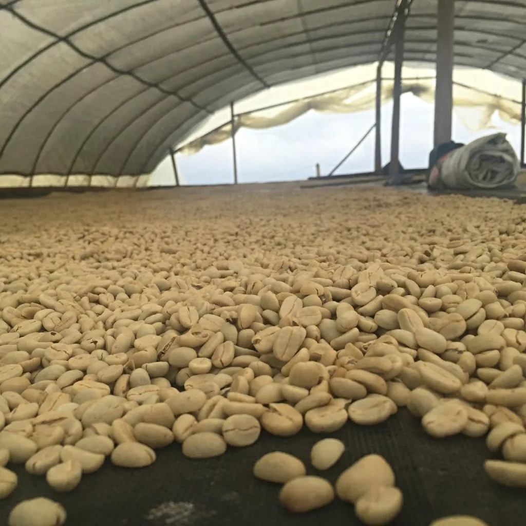 Jose Losada - Finca la Amazonia, Central Huila